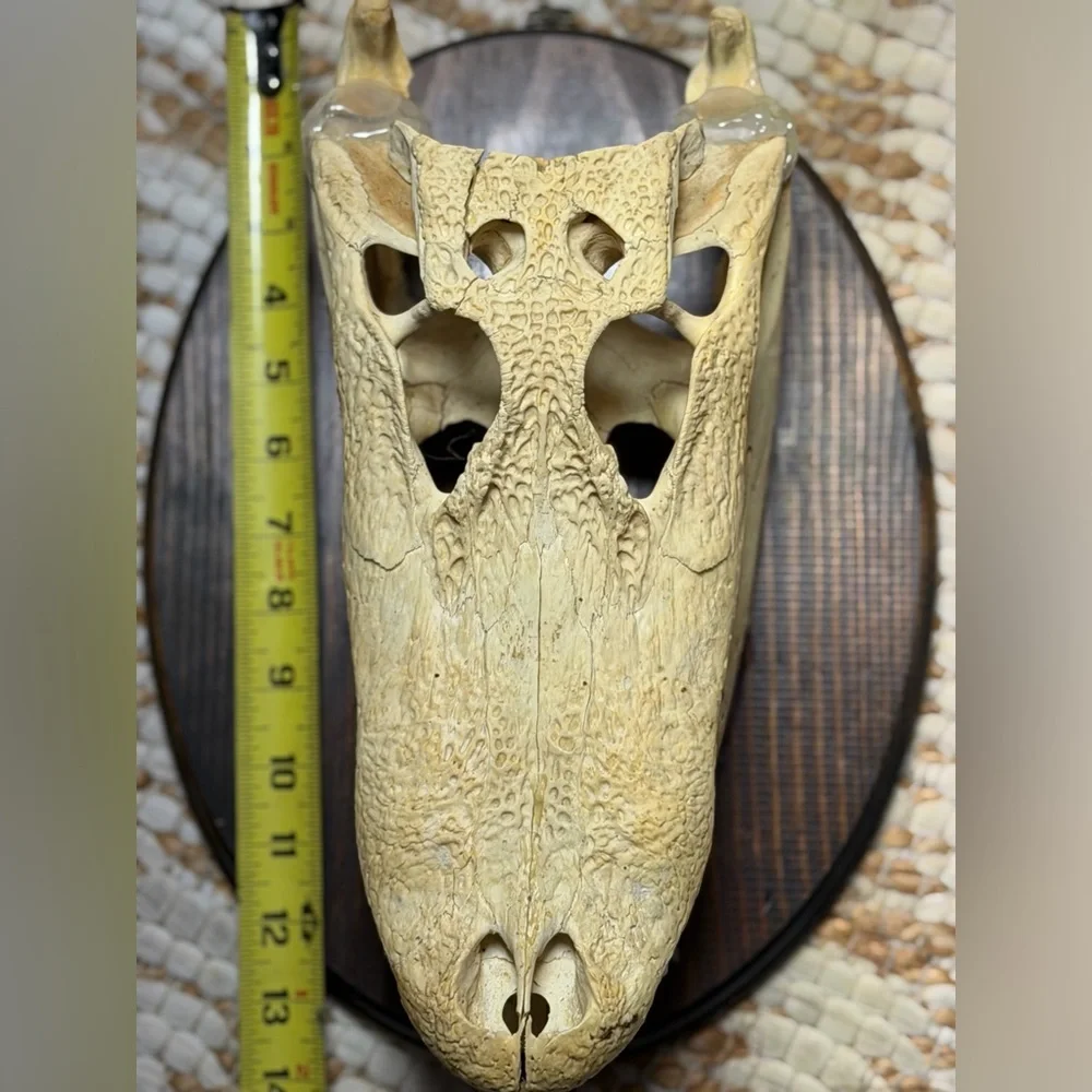 Reptile Skull Decor - Tan